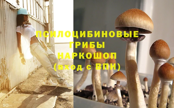 хмурый Осинники